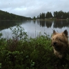 Bild från Norsträsk Camping av @vischan - A #camping #cairnterrier in north of Sweden #västerbotten #norsträsk #caravanclub