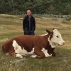 Bild från Rörviks Camping Onsala av @nillis_69 - Här får man dela stranden med kossorna