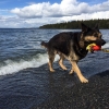 Bild av @nero_shepherd - #schäfer#germanshepherd#gsd#storsjön