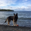 Bild av @nero_shepherd - #schäfer#germanshepherd#storsjön#gsd