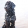 Bild av @itsdukethelabradoodle - I just love the water!!