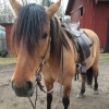 Bild från Villa Billerud av @bornetjarn - Första ridturen helt själva, check! Även första galoppen! Hoppade över lite vatten så tog hon galoppen efter hoppet upp för en liten backe! Lycklig 