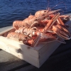 Erbjudande på kräftor i helgen!
Köp 1kg 275 kr/kg
        2kg 250 kr/kg
        3kg eller mer 225 kr/kg

Kräftorna är fiskade av båten Marie GG 70 från Rörö

Välkomna!