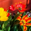 I höstas gjorde jag ett experiment... och såna tulpanexemplar har vi blommande nu! Nästa höst större odling..men Nessie får allt skärpa sig,  tänker inte dela lökarna med mössen!!