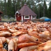 LYSKVÄLL med SKALDJURSBUFFÉ

Hummer, HavsKräftor, Räkor och Rökta Räkor ....

Trubadur-underhållning!
SEBASTIAN!
Lör 29/8 kl 19 -24 
Pris:500 kr
några platser kvar.....
boka bord 0297-33105
trollharensfisk.se
Välkommen önskar Flodberg.
