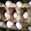 EGGS HAVE ARRIVED 