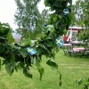 Glad midsommar!