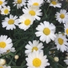 Midsommarhelgen är här och jag stänger och tar ledigt från fredagen (midsommarafton) 19/6 - söndagen 21/6! 

Önskar alla en riktigt glad och mysig midsommarhelg!