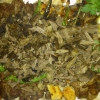 bricka mix med Kebab, Kyckling filé, Lam filé och Shawerma