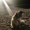 Bild från Orbadens Strand av @photolillan - Hector hänger på #orbaden
