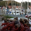 Sommaren är här! Vi firar med skaldjur på menyn. 

Prova ostron på vårt vis med rostad vitlökspure, chiliolja och torkad serranoskinka. 

Läs mer på restaurangella.se