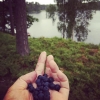 Bild från Oresjön, Vittsjö av @clarasv - den svenska sommaren kanske inte hittat till vittsjö men blåbären har ☁️