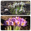 Bild från Doppv, Vittsjö av @vittsjonu - #vår #vittsjö #vittsjönu #snödroppar #krokus Väldigt fin dag idag i Vittsjö. Varmaste hittills och 13 grader i skuggan. Nu tittar snödroppar och krokus fram.