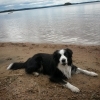 Bild av @lenasoderberg - Dagens promenad gick till Prästens brygga ☺ #mjörn #bordercollie #dog #sjövik