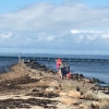 Bild från Revet av @mrfatstrat - 8 m/s skrämmer inte detta gäng mästerbadare, dock ensamma vid bryggan idag