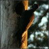 Bild från Rolstorpasjön av @benny_hull - #Woodpecker#Rolstorpasjön#Rolstorp