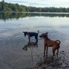 Bild från Gayborhood av @jimmywhoo0 - The downside of a double-leash, one 