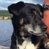 Bild från Långbryggan av @lopploellan72 - Nån va lite väl trött efter dagens promenader bland vattenfall, springkällor, campingar, storgator, långbryggan och allt annat så hon fick hänga på en axel hem ikväll