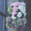 Hav av hortensia hos oss idag! Välkomna in