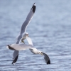 Bild av @axellof - Matfight i Holmsjön. #måsar #holmsjön #1dx #umeå