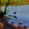 Bild av @miss2curious - Another bird! 