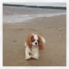 Bild av @cavalierkingcharles_oscar - Today me and my mother went down to the beach