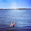 Bild från Fiskebäcks Klippor av @carinlyrhem - Nu har jag mätt vattentemperaturen, 22 grader. Ljuvligt!! #tidningenväster #vattentemperatur #fiskebäck #klippor #sol #bad #sommar #sweden