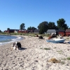 Bild från Sandbybadet av @mammakeiser - Nu kan även kossorna solbada
