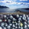 Bild från Lisö av @oscar_lundstrom - Lisö, Sweden ☀️ #lisö #sweden #summer #beach #sea #sun #blueberries