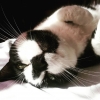 Bild av @kristiinaannamari - #tuxedocat Enjoys the sun on my bed while I'm resting on my bed (my back aches quite bad today). She serves nicely as a consolation ♡