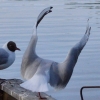 Bild av @villkan - Give me a hug.....
#mittinaturen #foto #ingsbergssjön
