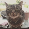 Bild av @the_crazy_lady_and_her_cats - Godmorning human! Why do you look so mad?
You're not fun when you're mad...
Oh....your car wont start and you're late for work?
That's too bad.............or not! 
It just means that you're able to spend more time pe