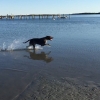 Bild av @thekrogarn - Mkt man kan träna med en boll och en strand, fys, stadga och sök klaras av samtidigt som det är jävligt kul. #hundträning #vorsteh #jakthund