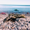 Bild från Knäbäckshusen -stranden av @greenalmondpaste - Naturens egen skulptur på Skånes mest paradisiska strand i Knäbäckshusen.