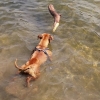 Bild från Rösjön av @bismarckthestaffie - Bismarck loves the water.. As long as he doesn't have to swim.

#sbt #staffiesdaily #staffordshirebullterrier #pawwwprint #pitstagram #pitbullgram_ #ourpitpage #officialpitbullphotos #dogoftheday #dogsofinstagram 