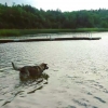 Bild från Stockholm, Sweden av @annika_love_z - Windy as h....but a warm day#animal#pet#dog#germanshepherd#instadaily#instalove#instafollow#instadog#art#style#cool#dogbath#playtime#stick#beach#summer#coldness#instagrammer#husdjur#hund#schäfer#strand#stran