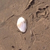 Bild från Hemmeslövsstrand av @sweneko - On the beach #beachtime #sunnyevening #shells #