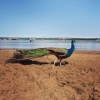 Bild från Lilla Holmen av @tallolin - Exotiskt inslag på stranden. #utomlands