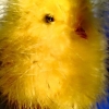 Felices Pascuas!
Redan trött på all påskmat?
Vi har öppet som vanligt imorgon, kom och fira påsk hos oss!
Varför inte prova vår fantastiska kyckling i vår hemmalagade Mole?