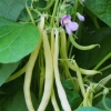 Äntligen är våra bönor plockfärdiga!
Vi har Vaxbönor och Haricots verts i trädgårdslandet. 

Hälsningar Barbara