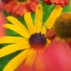 I dag, söndag är det sommarmarknad på Solliden, Båberg.
10.00-15.00
Morgan finns där med våra produkter medan Sandra och jag håller gårdsbutiken och caféet öppet.
Hälsningar Barbara