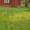 Om det inte finns några blommor på kyrkogården så fanns det rikligt alldeles utanför