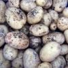 Kvälls aktivitet, skördar potatis hemma. Säkert på menyn imorgon