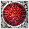 Bild av @mwarenfeldt - Ok so we like the nice hotels, the nice restaurants, swimming in the pool and lovely warm weather.. BUT...the happiness on the kids's faces as they picked all the wild strawberries that had grown in our yard when we were gone is pri