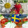 Här kommer lite info om kommande dagar!

Passa på att beställa bröd och bakverk till torsdag/fredag och dagarna efter. 

Midsommarafton öppet 9.00-13.00 sedan stänger vi några dagar för att ladda inför sommaren. Öppnar återigen torsdagen 25/6, då kör vi s