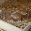 Våra röda kaniner har fått världens sötaste ungar!