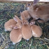 Familjen kanin äter middag & har idag fått fem nya syskon.