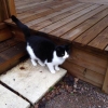 Är det någon som saknar denna fina katt? Hon har varit här runt fiket sedan söndagen.