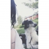 Bild av @jessicaessaburman - badade med denna filur för att skölja av all bakfylla #sighthound #russianwolfhound #borzoi