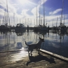 Bild från Långedrags hamn av @sofiaenstrom - Hundbad idag